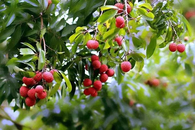 有人五行一样不缺的吗，五行都不缺的女生的命理