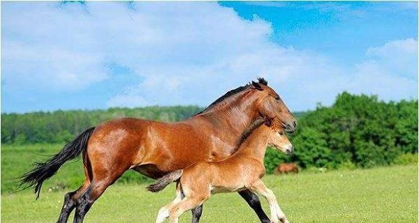 022年属马的是什么命，2022年属马的是什么命五行"