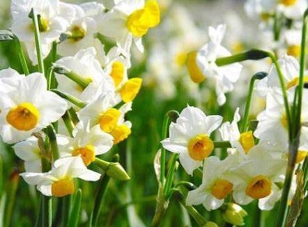 辛酉日为什么是上等命，辛酉为何是上等日柱