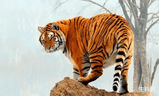 属虎的公司名字,属虎的人公司取名