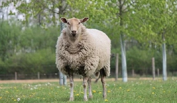 026红羊劫是什么意思,2026红羊劫会发生什么大灾"