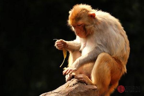 8年属虎的女人和什么属相最配,98年属虎女几岁结婚好"