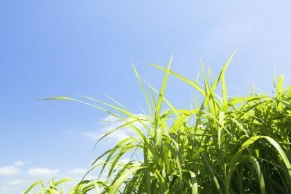 戊戌日柱婚姻怎么样,戊戌日柱婚姻精论