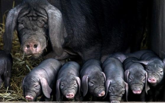 辛酉日为什么是上等命，辛酉为何是上等日柱