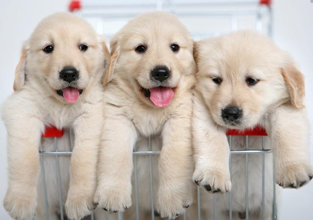 4年属狗女和属蛇男好不好，1988年属龙2022