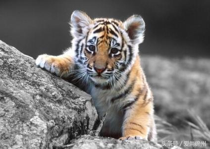 998年后五月出生的虎好吗，1998年虎五行属什么"