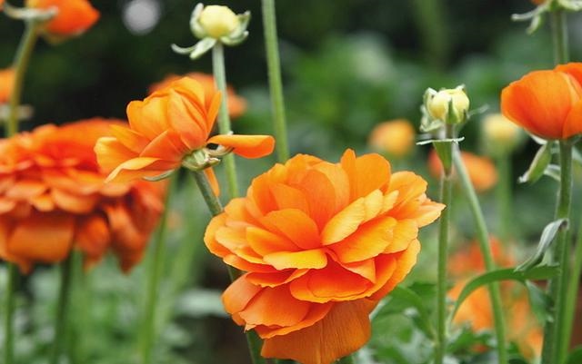 伤官大运有什么特征，男命行伤官大运