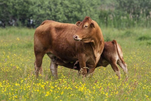 虎年庄稼收成怎么样，2022 年庄稼收成怎么样