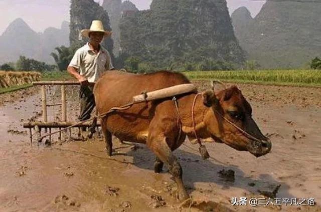 寅年卯年是什么时候，庚寅年是哪一年怎么算