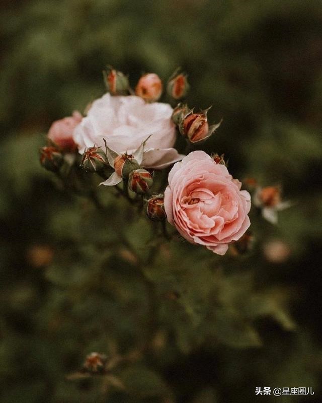 走进白羊男内心的女人，白羊男认定老婆的表现