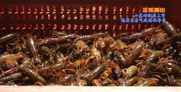 属虎几月生是一等命，2022属虎生百年难得一遇