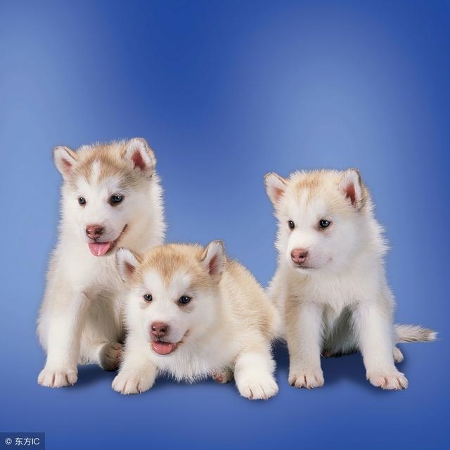 4年狗到什么时候财运好，属狗的一生劫难在几岁"