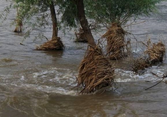 寅木的根是什么，丙火最喜的地支