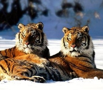 986年出生属于什么命，1986年九月十八是什么命"