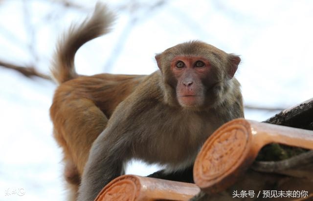 0年的猴财运怎么样,1980年属猴男财运"