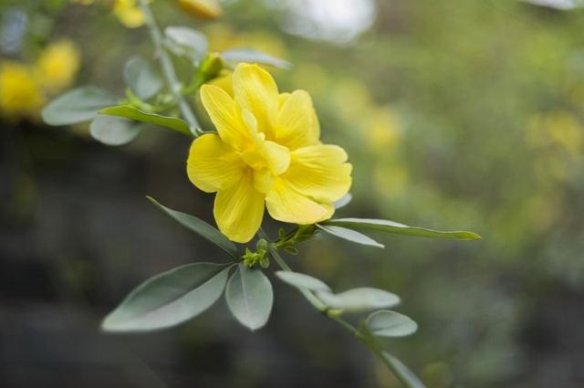女命身弱往往是好命，女命身旺比劫重