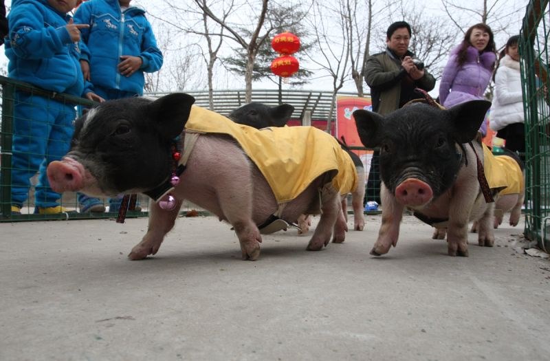 995的猪和1999的兔，95猪和99兔相配吗"