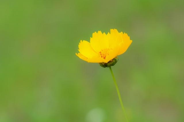 女命身弱往往是好命，女命身旺比劫重
