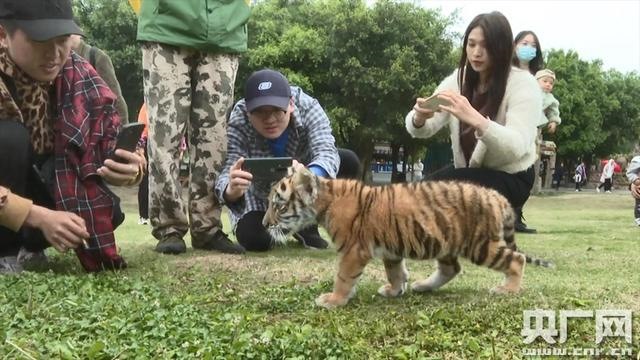 为什么不愿生虎宝宝，为什么不想要虎宝宝