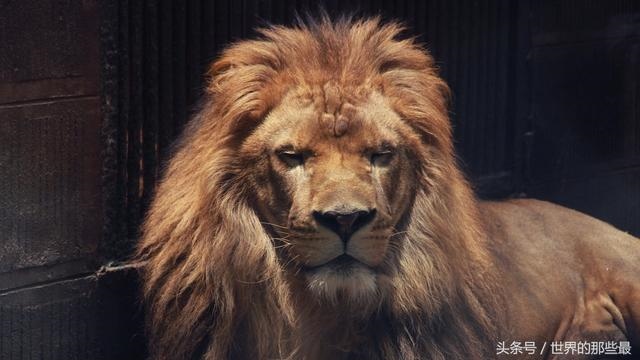 属蛇和属虎谁占上风，属鼠和属兔合不合