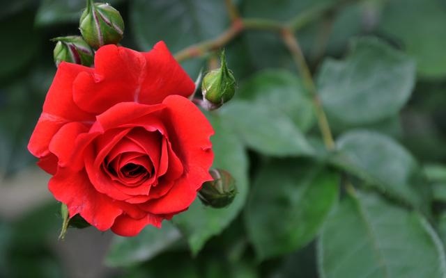 一个男生说你虎啥意思，男生眼里傻乎乎的女生