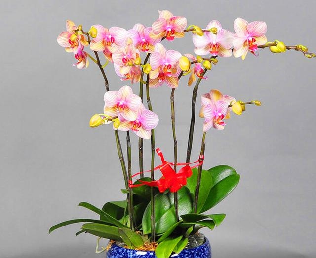 伤官大运有什么特征，男命行伤官大运