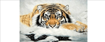 今年属虎86年事业发展如何，1986年属虎35岁以后命运