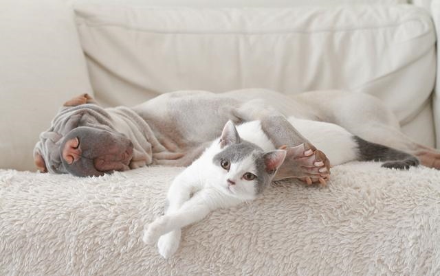 羊狗一窝必定富，女属羊是几月份克夫