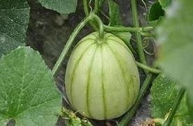 辛酉日为什么是上等命，辛酉为何是上等日柱