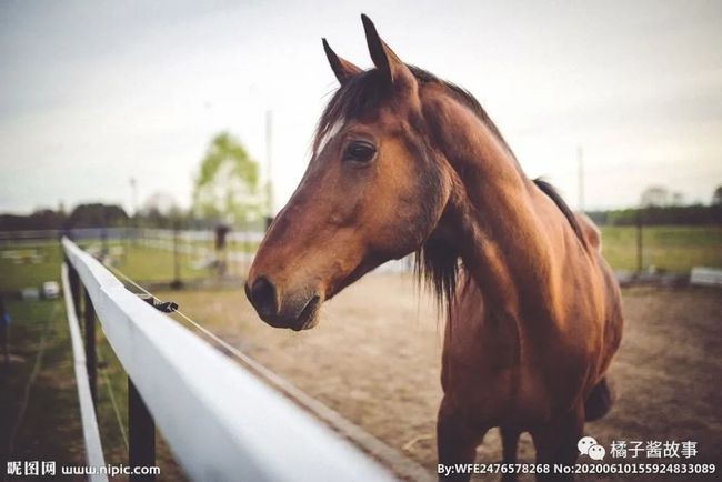 马和马怎么配对，马配人的