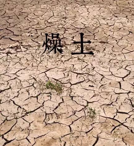 寅木的根是什么，丙火最喜的地支