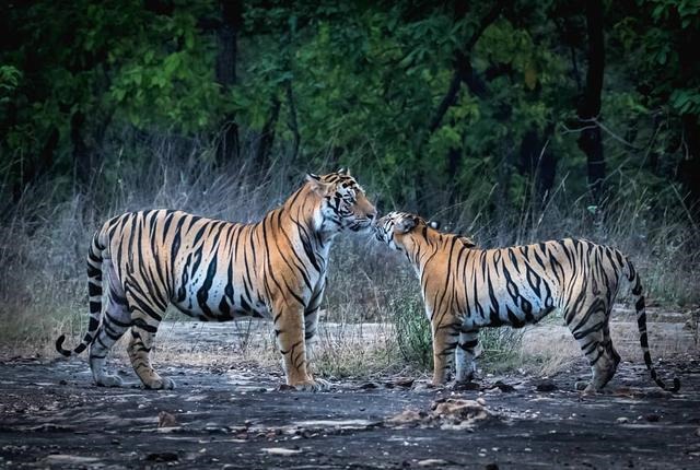 出生于1986年的虎是什么虎，1998年属虎是什么虎