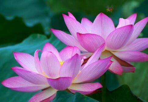 022年阳历7月的虎好不好,2022