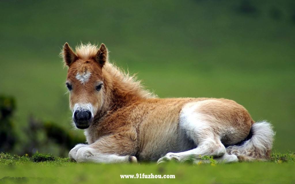 几月份马宝宝命运更好,2025年马宝宝几月出生更好