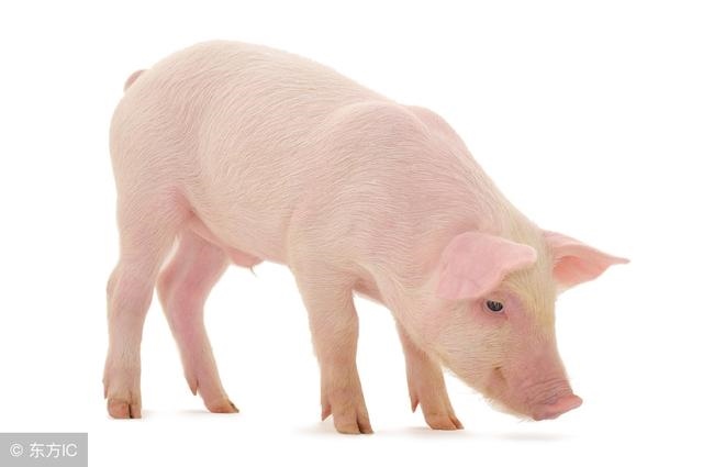 8年属虎男何时有姻缘，98属虎一生三大坎"