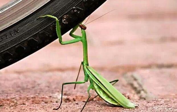 寅虎申猴相冲什么意思，虎猴属相相克如何化解