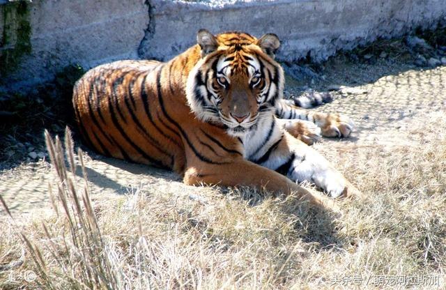 986年五行属火还是属木，86年属虎的人财运方向"