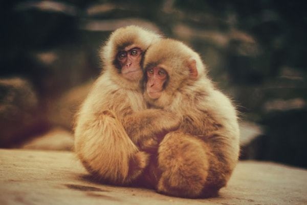 属猴是哪年出生的更好，1980年属猴2022 年运势