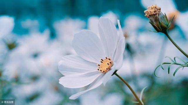 时柱甲寅是什么意思，日柱地支寅木