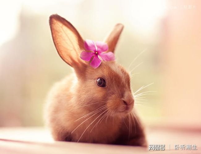 987年的兔子命里缺什么，1987每属兔一生有二婚"