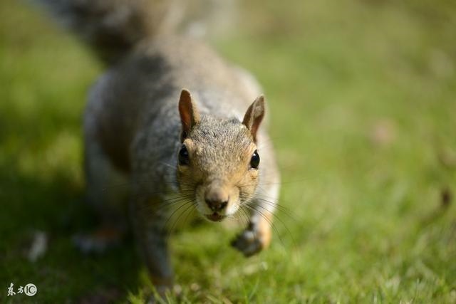 960年的属鼠五行是什么命，1961年属牛的是什么命五行"