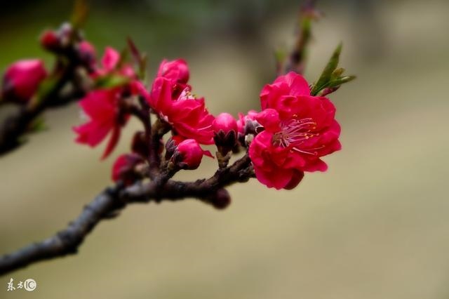 属相婚配可信吗有什么依据，八字合婚是迷信还是科学