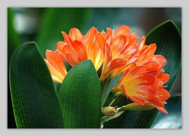 属猴养什么花旺财，属猴的2022 适合养什么花