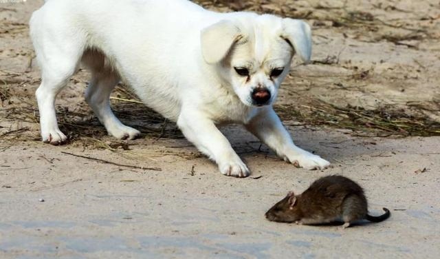 对付属鼠的人最多 *** ，属鼠男为什么忽冷忽热