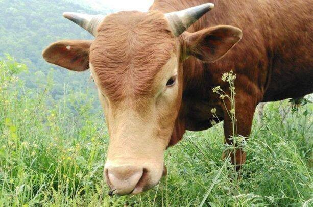 5年属牛的本命年的运势，85年女属牛人2022