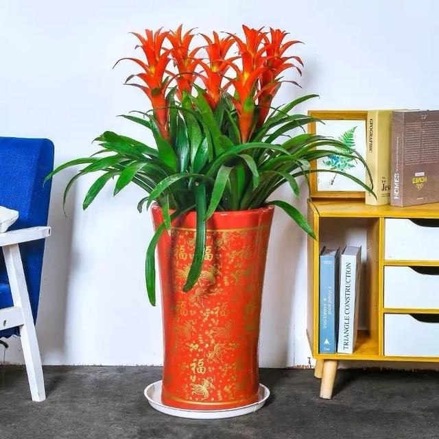 属鼠的幸运花和旺财花，十二生肖旺财植物花草