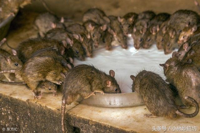 属鼠人的克星都是哪些，属蛇人一辈子的克星