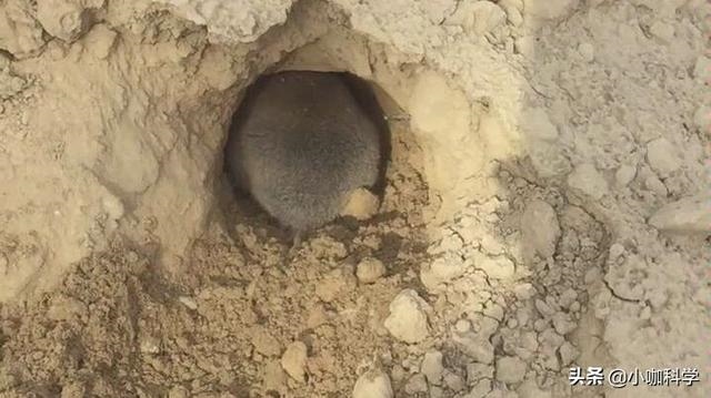 十二生肖蛇鼠是天敌吗，属蛇和属鼠的合不合