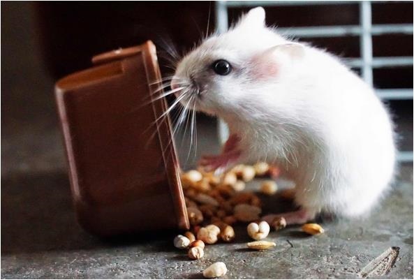 七二年的鼠是什么命，72年女人属鼠一生命运