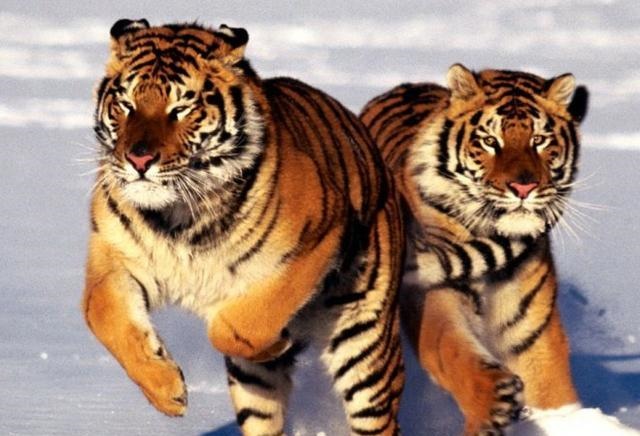 农历五月出生的虎男命运好吗,2022年为什么不能生5月虎